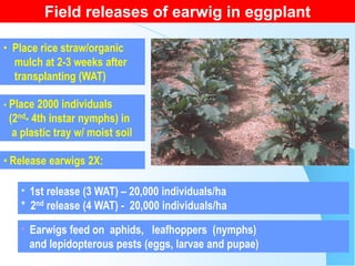 Management of major insect pests of organically grown egglant | PDF
