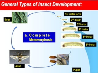 Management of major insect pests of organically grown egglant | PDF