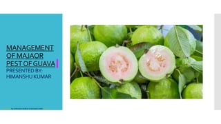 MANAGEMENT
OF MAJAOR
PESTOFGUAVA
PRESENTED BY:
HIMANSHUKUMAR
This Photo by Unknown Author is licensed under CC BY
 