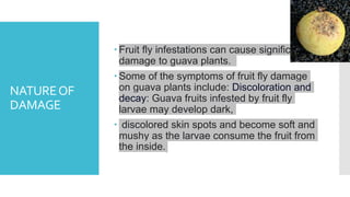 Management of major pest of Guava ASSIGNMENT 1...pptx