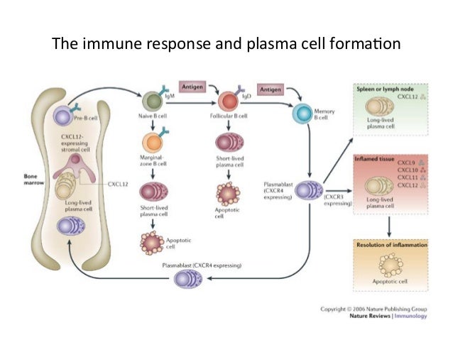 What is plasma cell myeloma?