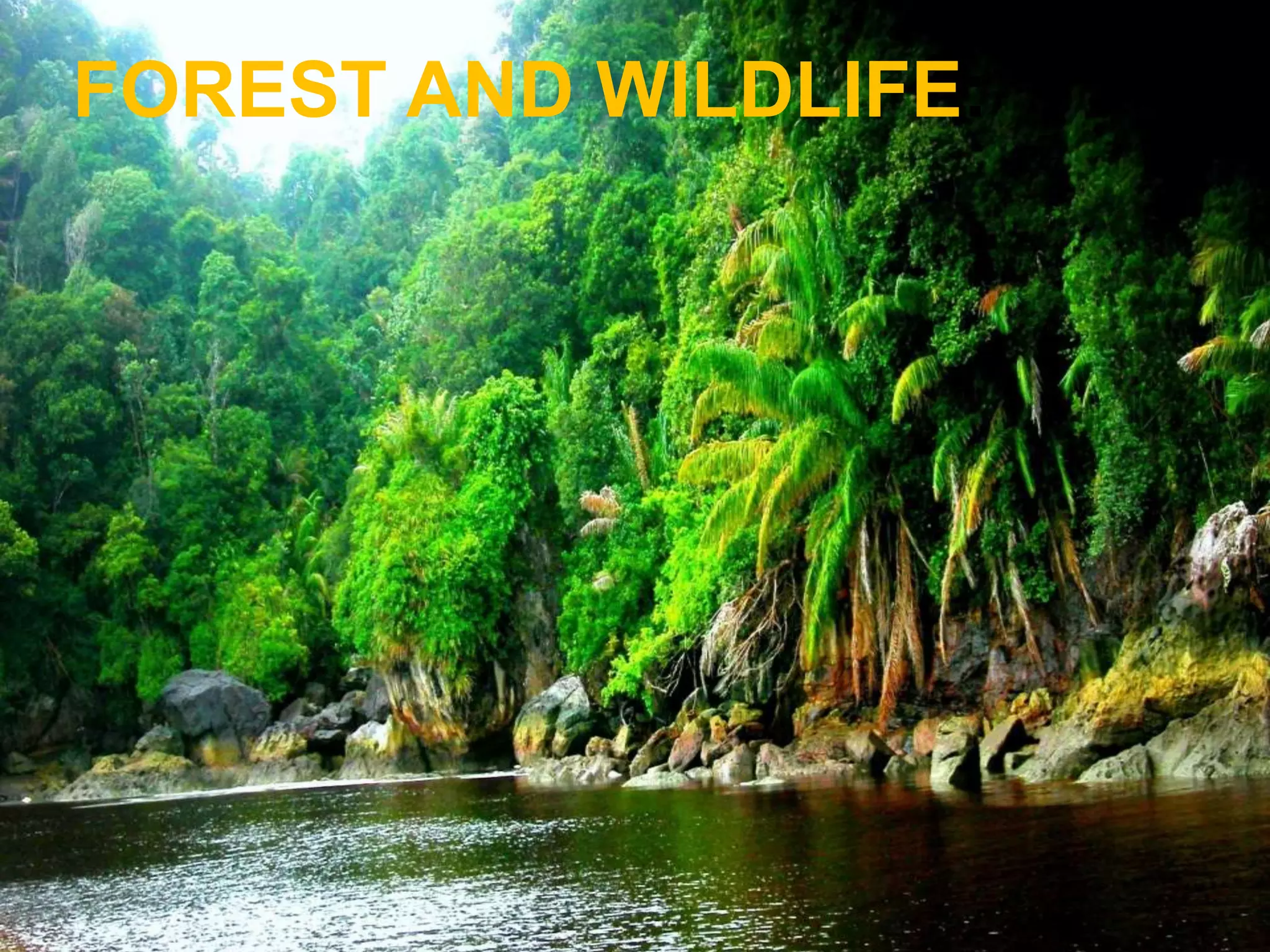 FOREST AND WILDLIFE:
 