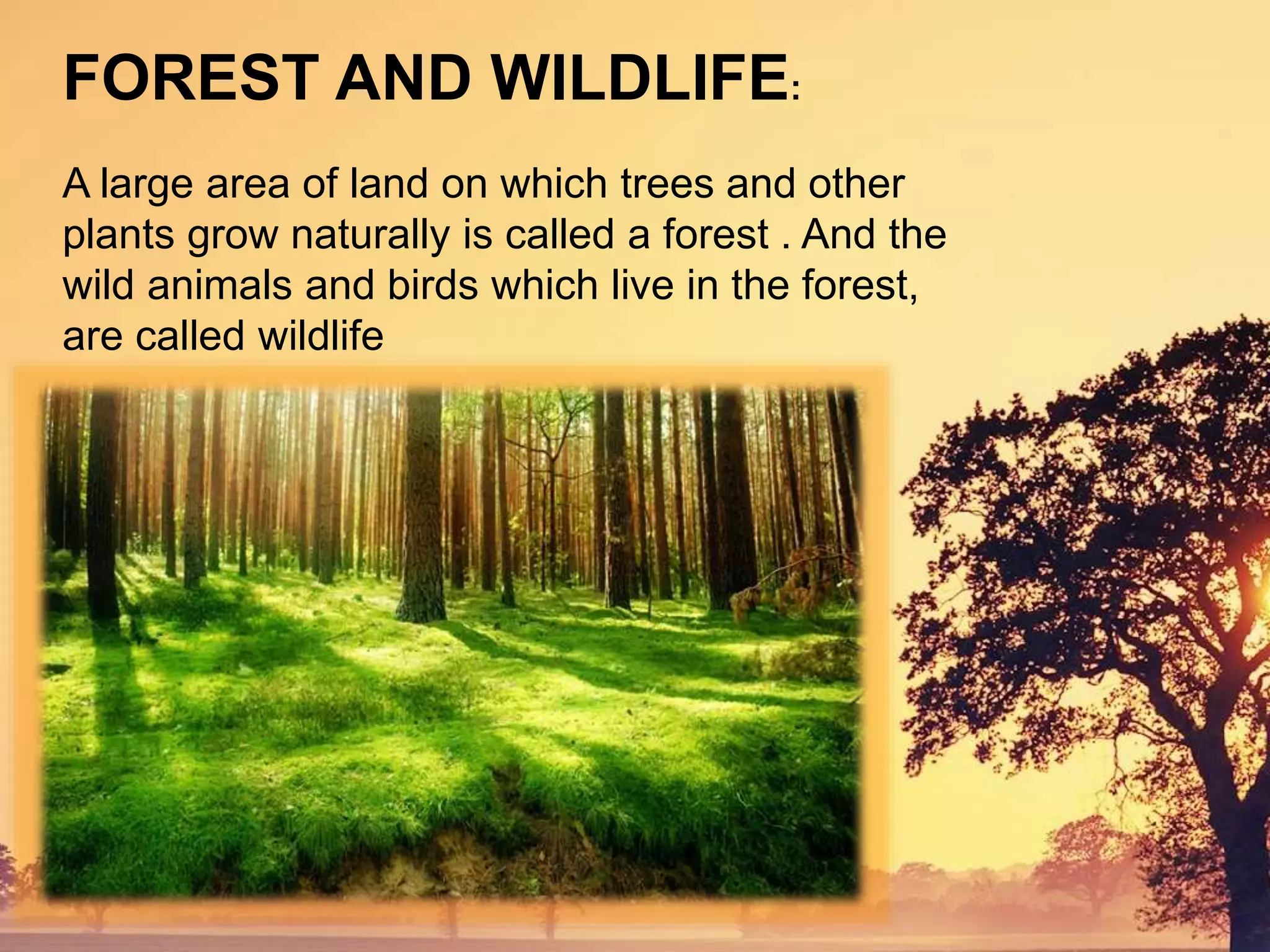 FOREST AND WILDLIFE:
A large area of land on which trees and other
plants grow naturally is called a forest . And the
wild animals and birds which live in the forest,
are called wildlife
 