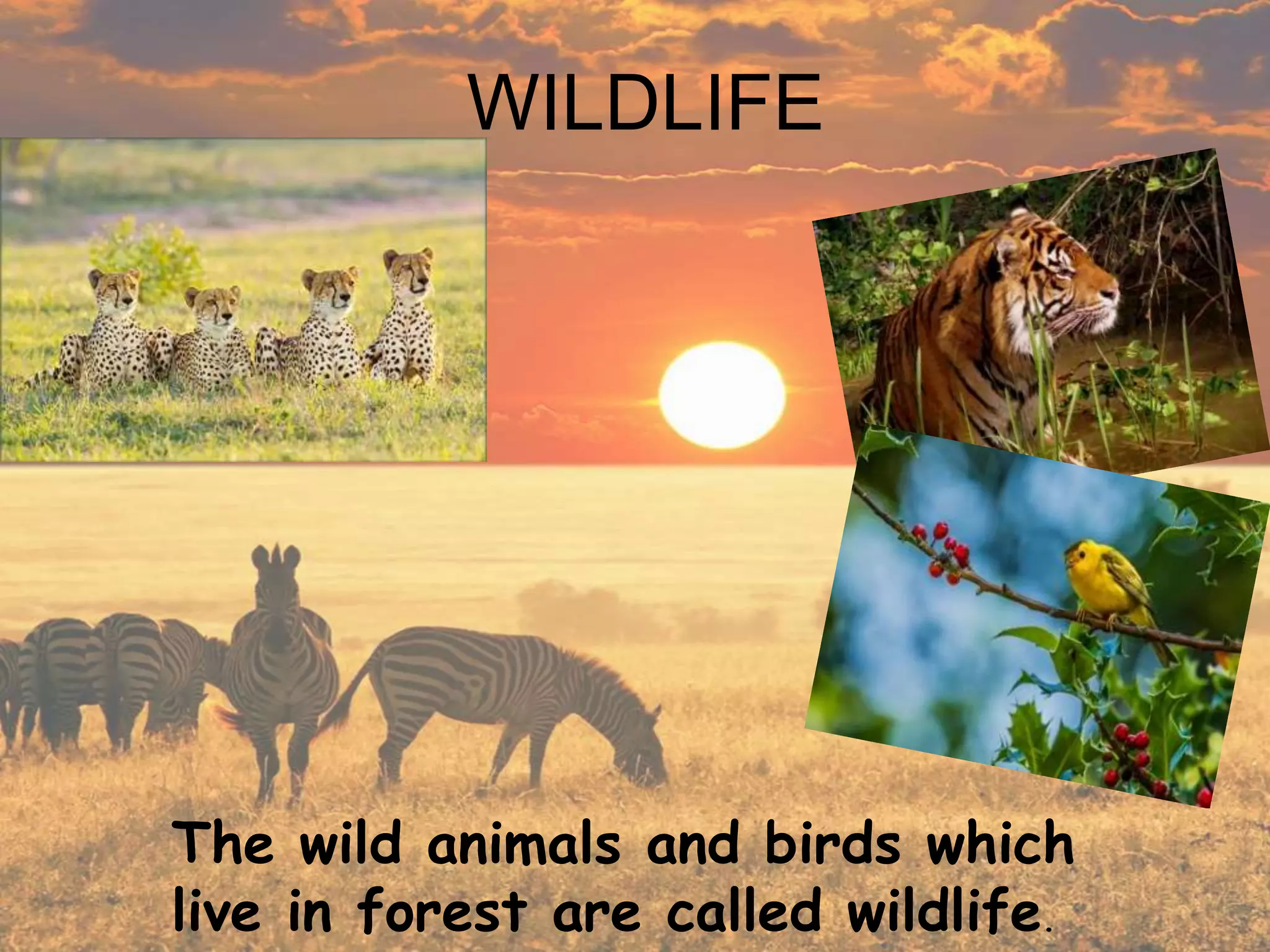 WILDLIFE
The wild animals and birds which
live in forest are called wildlife.
 
