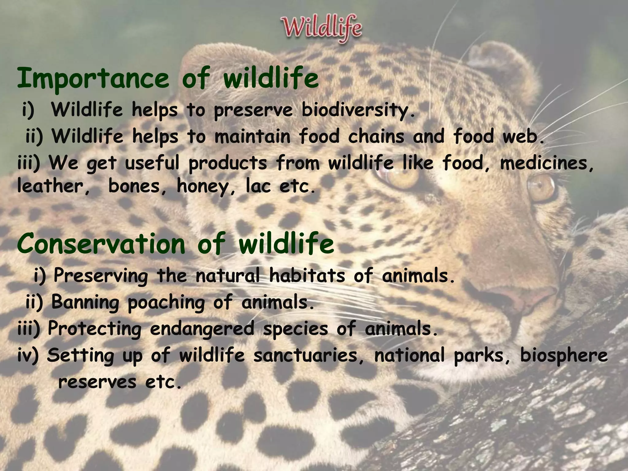 Importance of wildlife
i) Wildlife helps to preserve biodiversity.
ii) Wildlife helps to maintain food chains and food web.
iii) We get useful products from wildlife like food, medicines,
leather, bones, honey, lac etc.
Conservation of wildlife
i) Preserving the natural habitats of animals.
ii) Banning poaching of animals.
iii) Protecting endangered species of animals.
iv) Setting up of wildlife sanctuaries, national parks, biosphere
reserves etc.
 