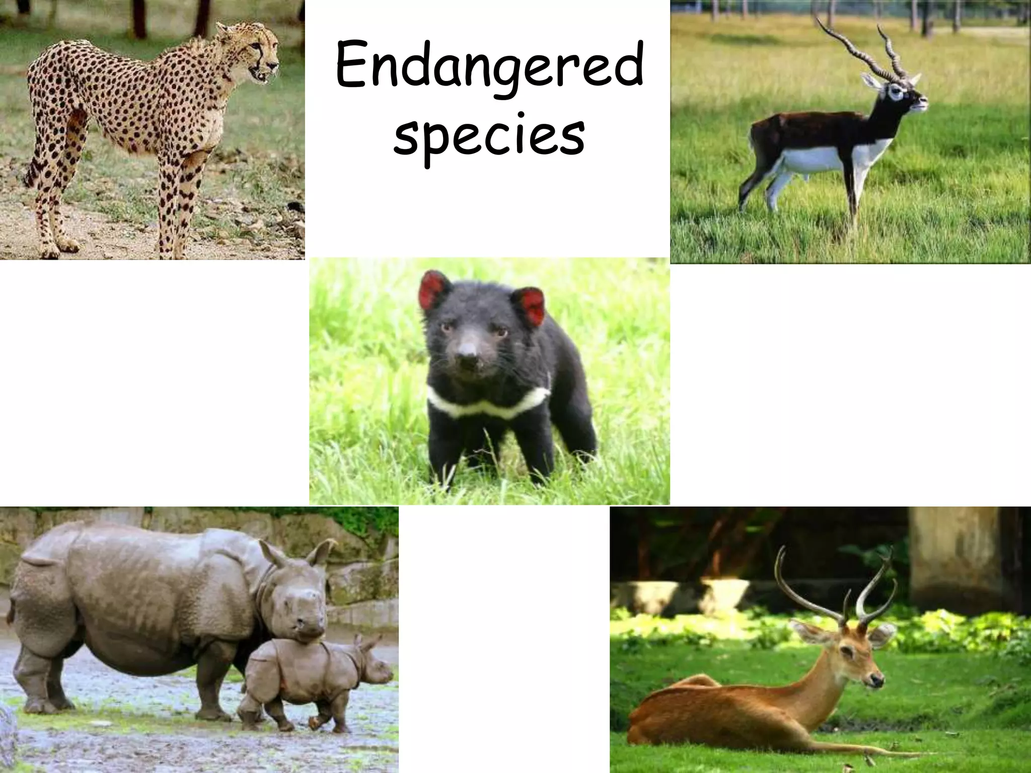 Endangered
species
 