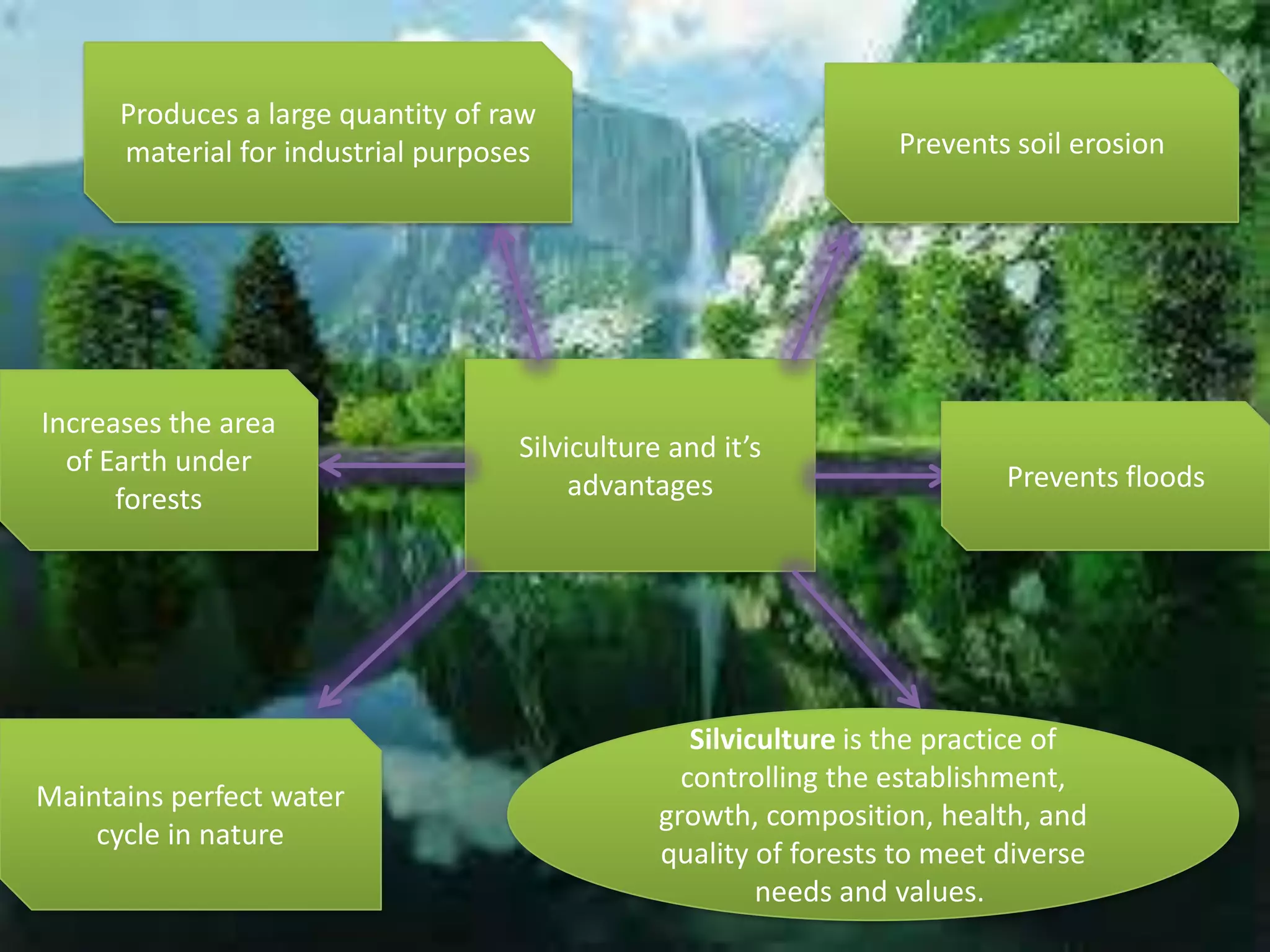Produces a large quantity of raw
material for industrial purposes

Increases the area
of Earth under
forests

Maintains perfect water
cycle in nature

Prevents soil erosion

Silviculture and it’s
advantages

Prevents floods

Silviculture is the practice of
controlling the establishment,
growth, composition, health, and
quality of forests to meet diverse
needs and values.

 