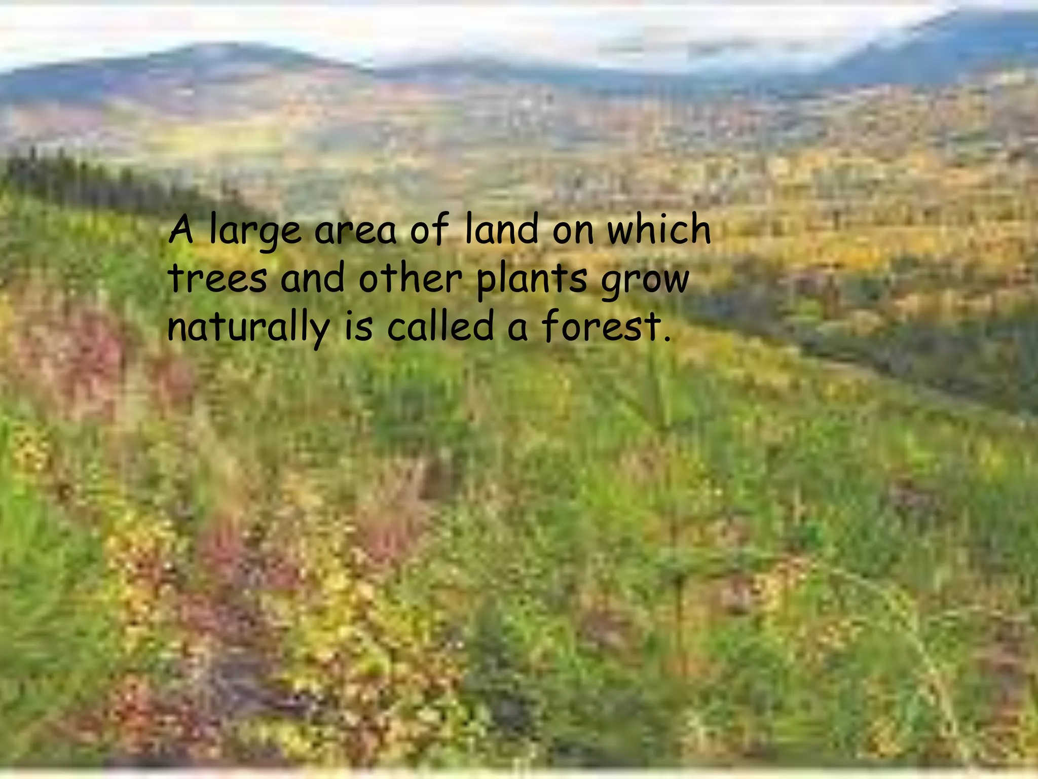 A large area of land on which
trees and other plants grow
naturally is called a forest.

 