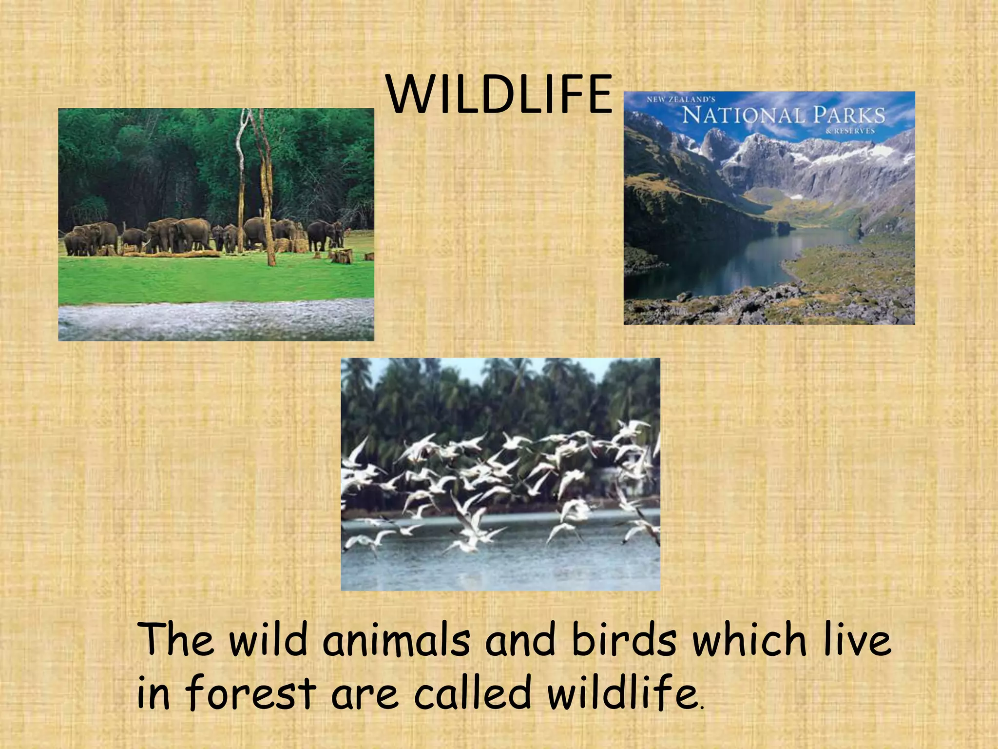 WILDLIFE

The wild animals and birds which live
in forest are called wildlife.

 