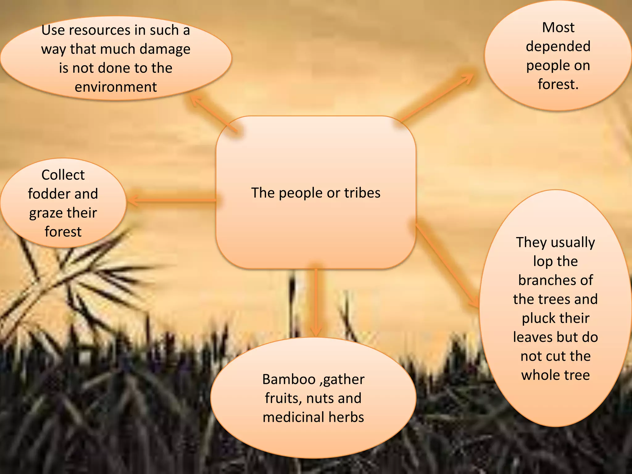 Most
depended
people on
forest.

Use resources in such a
way that much damage
is not done to the
environment

Collect
fodder and
graze their
forest

The people or tribes

Bamboo ,gather
fruits, nuts and
medicinal herbs

They usually
lop the
branches of
the trees and
pluck their
leaves but do
not cut the
whole tree

 