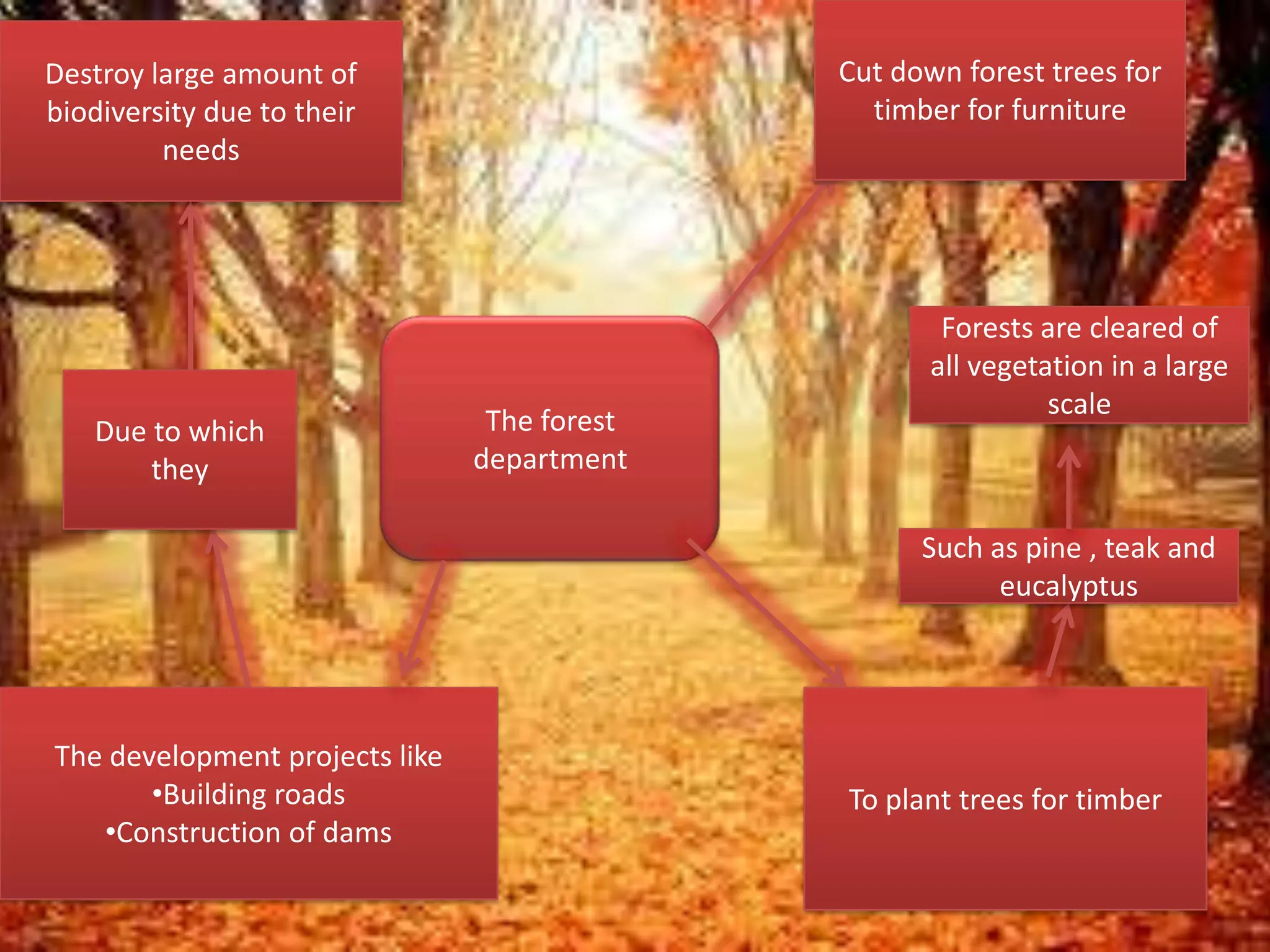 Cut down forest trees for
timber for furniture

Destroy large amount of
biodiversity due to their
needs

Due to which
they

The forest
department

Forests are cleared of
all vegetation in a large
scale

Such as pine , teak and
eucalyptus

The development projects like
•Building roads
•Construction of dams

To plant trees for timber

 