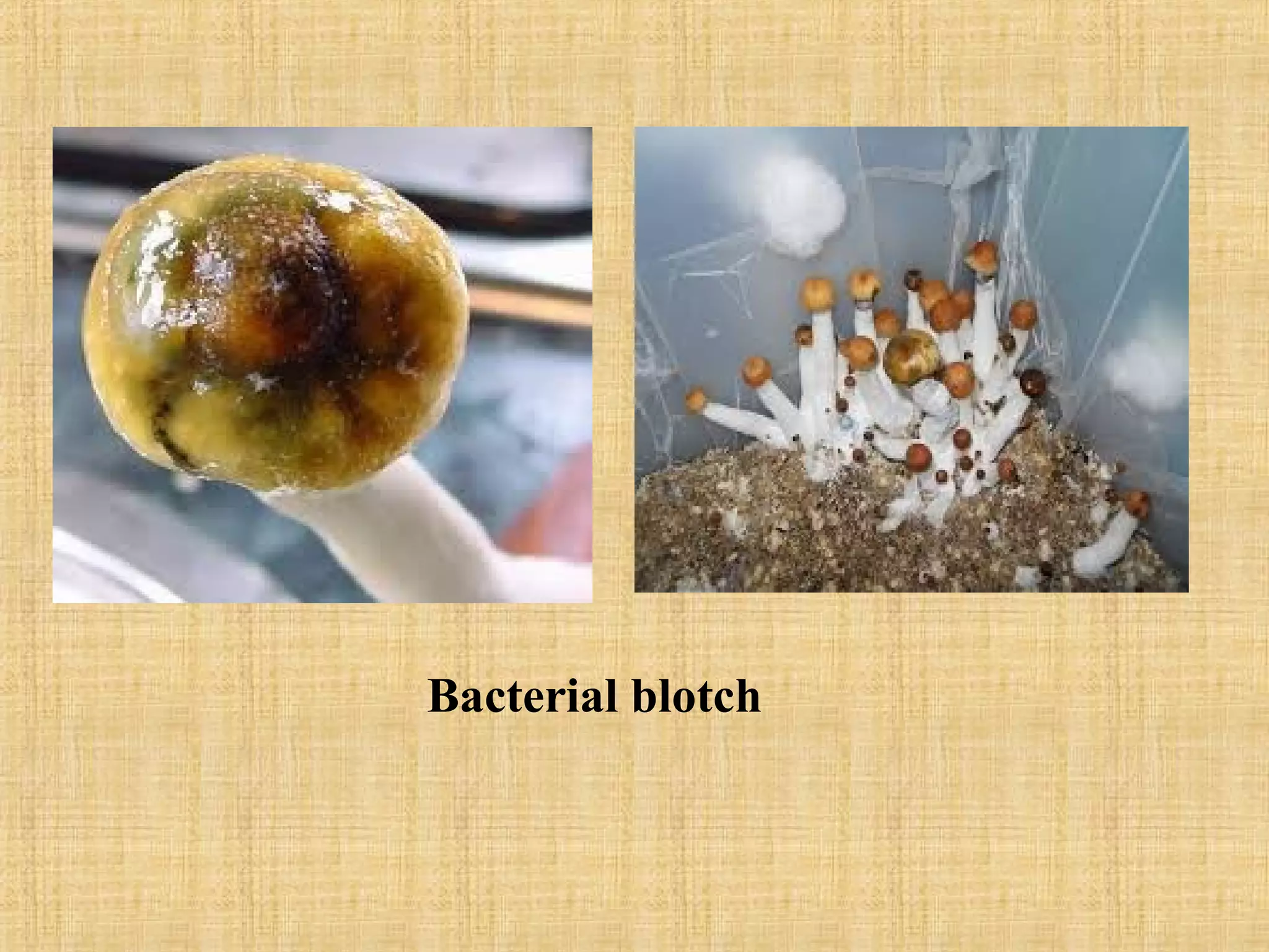 Bacterial blotch
 