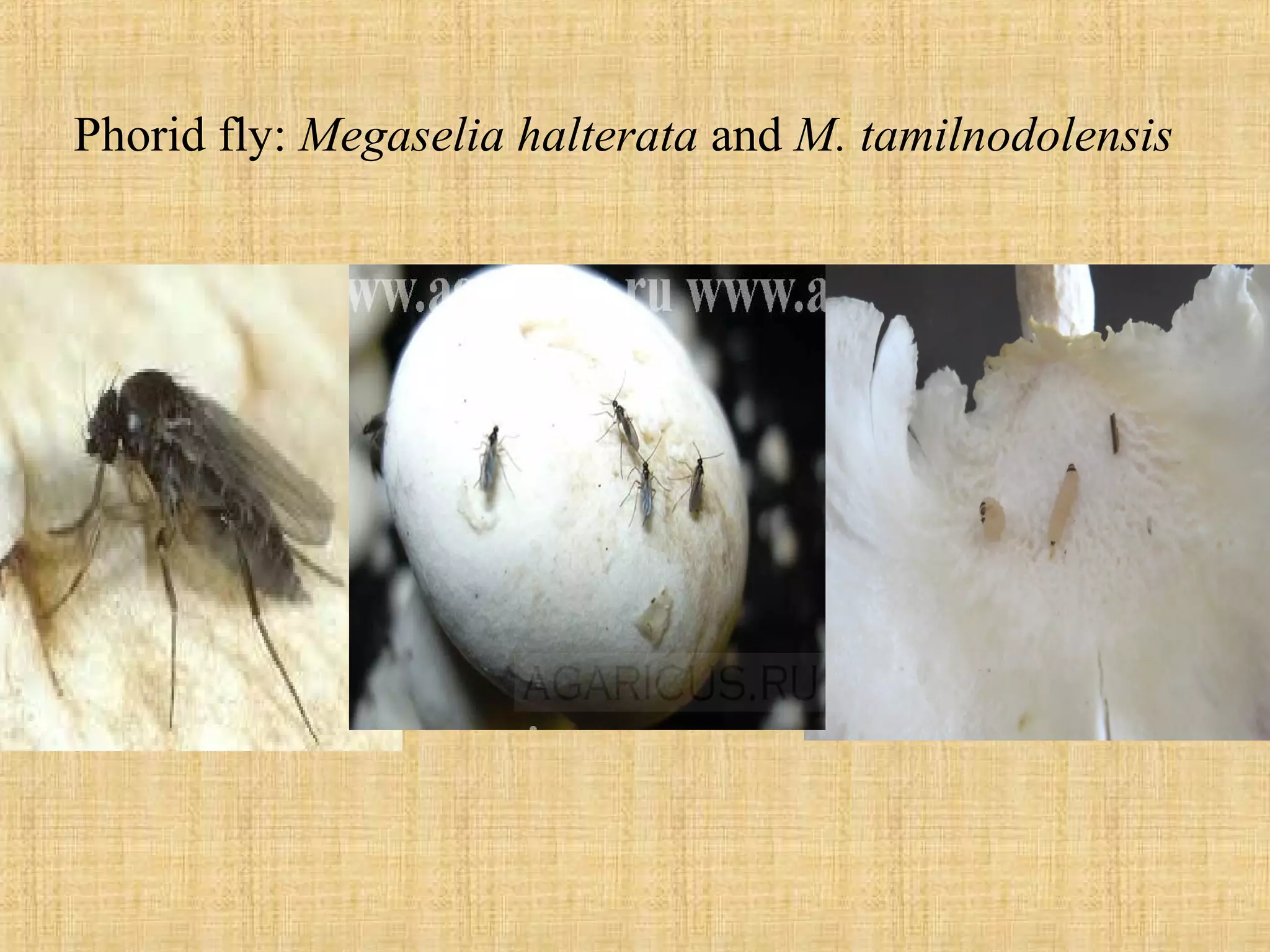 Phorid fly: Megaselia halterata and M. tamilnodolensis
 