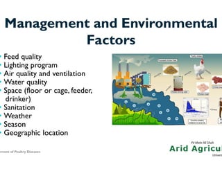 Poultry Management Problem Management of Poultry Diseases At Poultry Farm | PDF