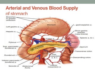 Arterial and Venous Blood Supply
of stomach
 