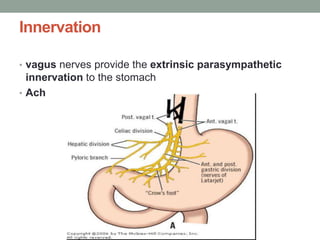 Innervation
• vagus nerves provide the extrinsic parasympathetic
innervation to the stomach
• Ach
 