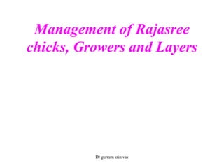 Management of Rajasree
chicks, Growers and Layers
Dr gurram srinivas
 