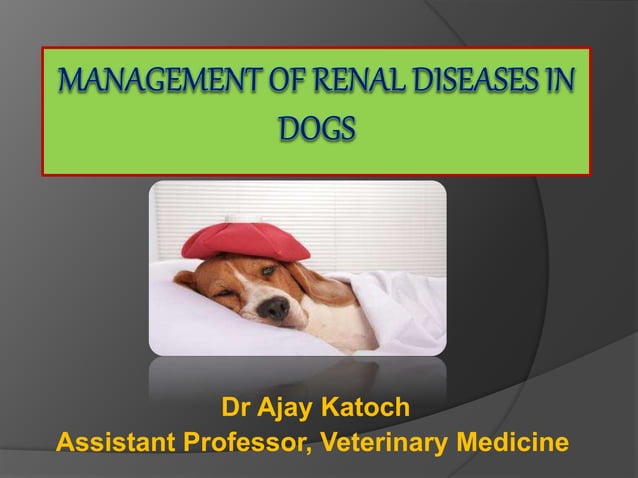Curated visual reference: Visual Reference: Management Of Renal Disease In Dog Pptx Blood Disorders