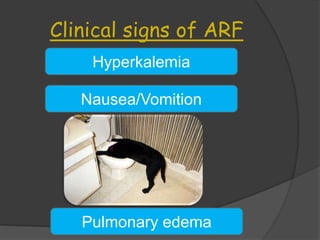 Management of renal disease in dog | PPTX