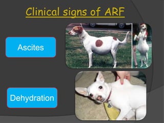 Management of renal disease in dog | PPTX