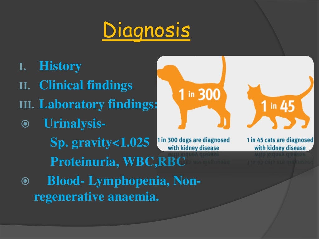 Management of renal disease in dog