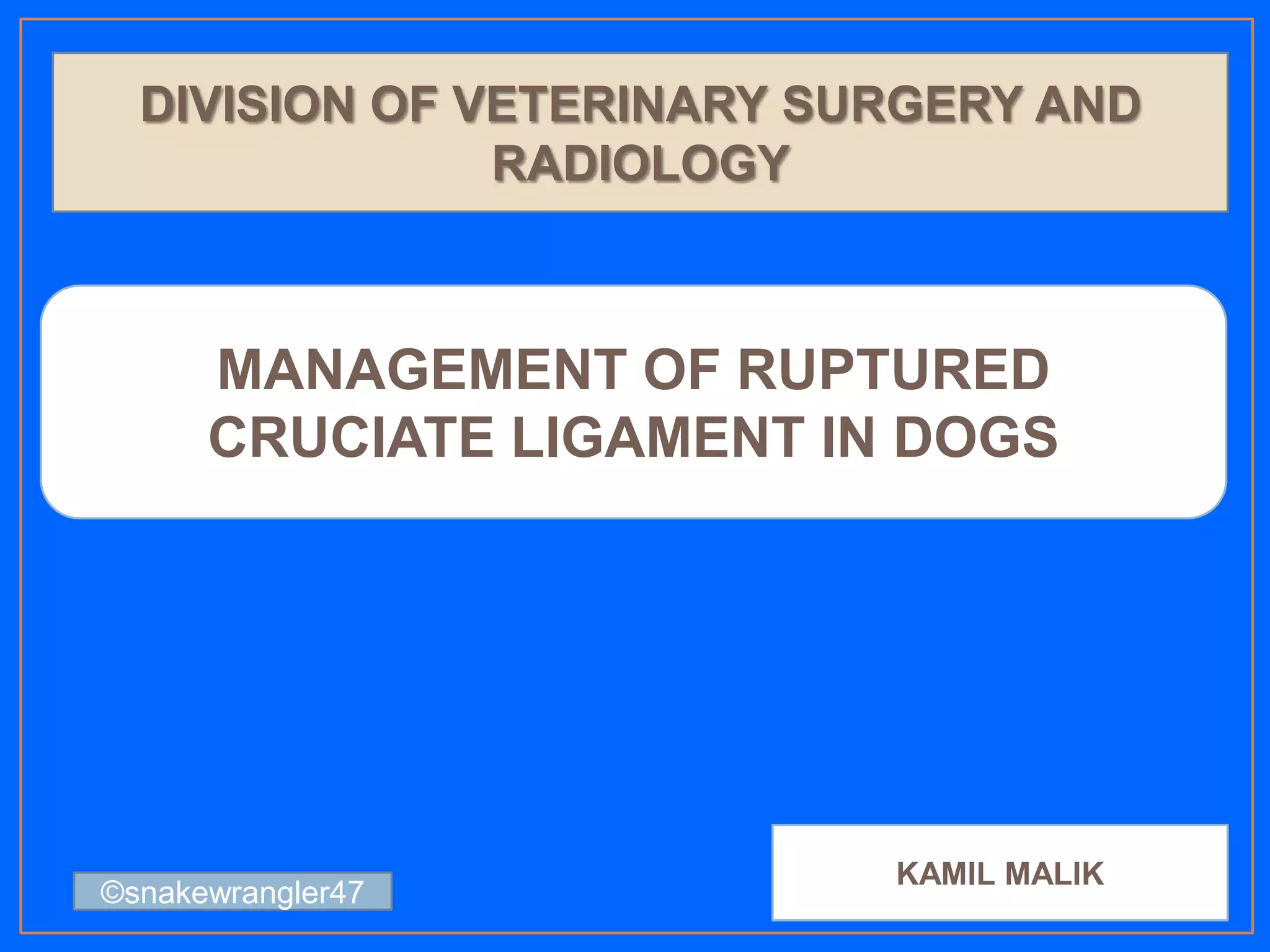Management of ruptured cruciate ligament in dogs PPT