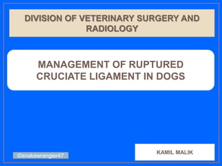DIVISION OF VETERINARY SURGERY AND
RADIOLOGY

MANAGEMENT OF RUPTURED
CRUCIATE LIGAMENT IN DOGS

©snakewrangler47

KAMIL MALIK

 