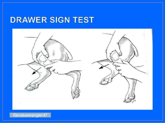 Drawer Test For Torn Acl High Desert Veterinary Youtube