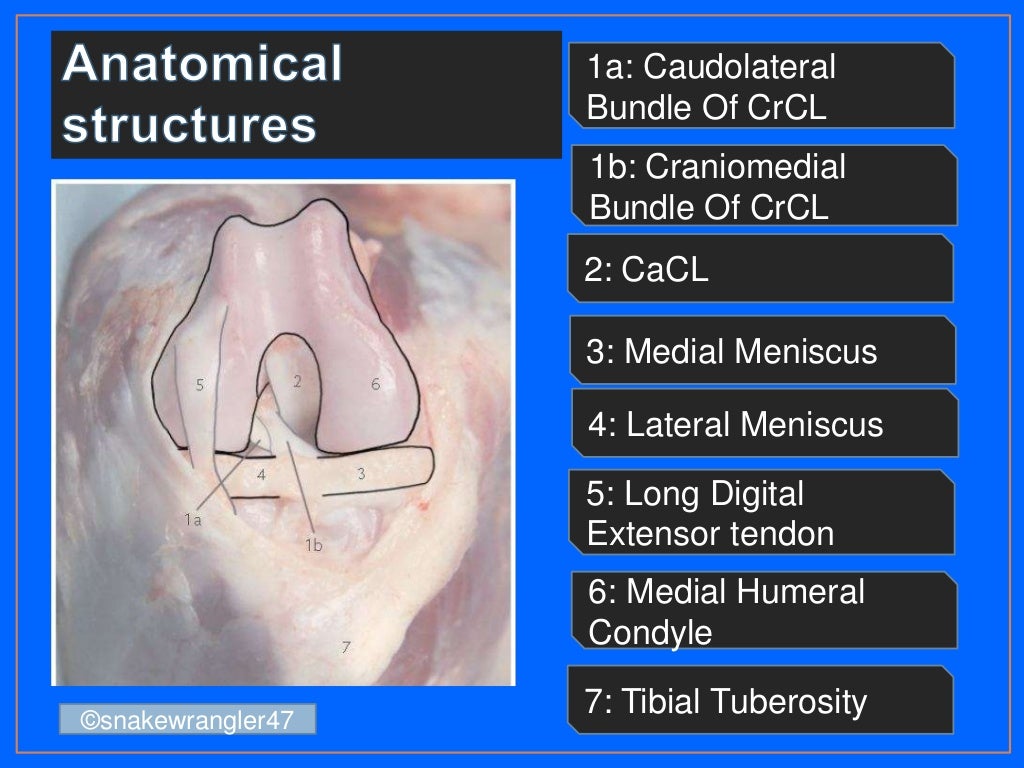 Management of ruptured cruciate ligament in dogs
