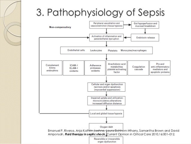 septic shock pathophysiology flowchart flowchart in word pathophysiology of shock flow chart