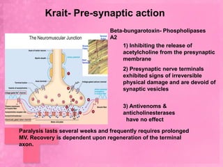 Krait- Pre-synaptic action
                                 Beta-bungarotoxin- Phospholipases
                                 A2
                                      1) Inhibiting the release of
                                      acetylcholine from the presynaptic
                                      membrane
                                      2) Presynaptic nerve terminals
                                      exhibited signs of irreversible
                                      physical damage and are devoid of
                                      synaptic vesicles


                                      3) Antivenoms &
                                      anticholinesterases
                                       have no effect

Paralysis lasts several weeks and frequently requires prolonged
MV. Recovery is dependent upon regeneration of the terminal
axon.
 