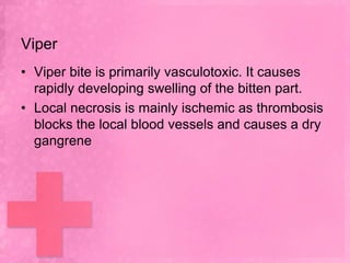 Viper
• Viper bite is primarily vasculotoxic. It causes
  rapidly developing swelling of the bitten part.
• Local necrosis is mainly ischemic as thrombosis
  blocks the local blood vessels and causes a dry
  gangrene
 