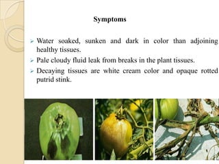 Fluids Putrid Management of soft rot (erwinia caratovora subsp. caratovora) of tomato ...