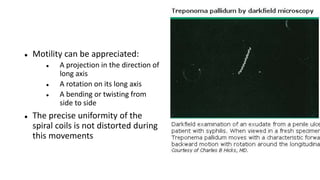 Motility can be appreciated:
 A projection in the direction of
long axis
 A rotation on its long axis
 A bending or twisting from
side to side
 The precise uniformity of the
spiral coils is not distorted during
this movements
 
