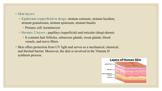 ◦ Skin layers:
◦ Epidermis (superficial to deep): stratum corneum, stratum lucidum,
stratum granulosum, stratum spinosum, stratum basalis
◦ Primary cell: keratinocyte
◦ Dermis: 2 layers - papillary (superficial) and reticular (deep) dermis
◦ It contains hair follicles, sebaceous glands, sweat glands, blood
vessels, and nerve fibers.
◦ Skin offers protection from UV light and serves as a mechanical, chemical,
and thermal barrier. Moreover, the skin is involved in the Vitamin D
synthesis process.
 