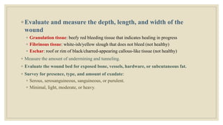 ◦ Evaluate and measure the depth, length, and width of the
wound
◦ Granulation tissue: beefy red bleeding tissue that indicates healing in progress
◦ Fibrinous tissue: white-ish/yellow slough that does not bleed (not healthy)
◦ Eschar: roof or rim of black/charred-appearing callous-like tissue (not healthy)
◦ Measure the amount of undermining and tunneling.
◦ Evaluate the wound bed for exposed bone, vessels, hardware, or subcutaneous fat.
◦ Survey for presence, type, and amount of exudate:
◦ Serous, serosanguineous, sanguineous, or purulent.
◦ Minimal, light, moderate, or heavy.
 