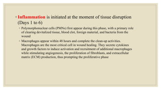 ◦ Inflammation is initiated at the moment of tissue disruption
(Days 1 to 6)
◦ Polymorphonuclear cells (PMNs) first appear during this phase, with a primary role
of clearing devitalized tissue, blood clot, foreign material, and bacteria from the
wound
◦ Macrophages appear within 48 hours and complete the clean-up activities.
Macrophages are the most critical cell in wound healing. They secrete cytokines
and growth factors to induce activation and recruitment of additional macrophages
while stimulating angiogenesis, the proliferation of fibroblasts, and extracellular
matrix (ECM) production, thus prompting the proliferative phase
 