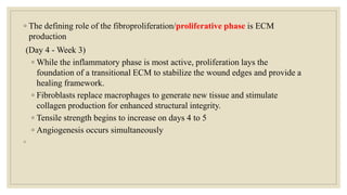 ◦ The defining role of the fibroproliferation/proliferative phase is ECM
production
(Day 4 - Week 3)
◦ While the inflammatory phase is most active, proliferation lays the
foundation of a transitional ECM to stabilize the wound edges and provide a
healing framework.
◦ Fibroblasts replace macrophages to generate new tissue and stimulate
collagen production for enhanced structural integrity.
◦ Tensile strength begins to increase on days 4 to 5
◦ Angiogenesis occurs simultaneously
◦
 
