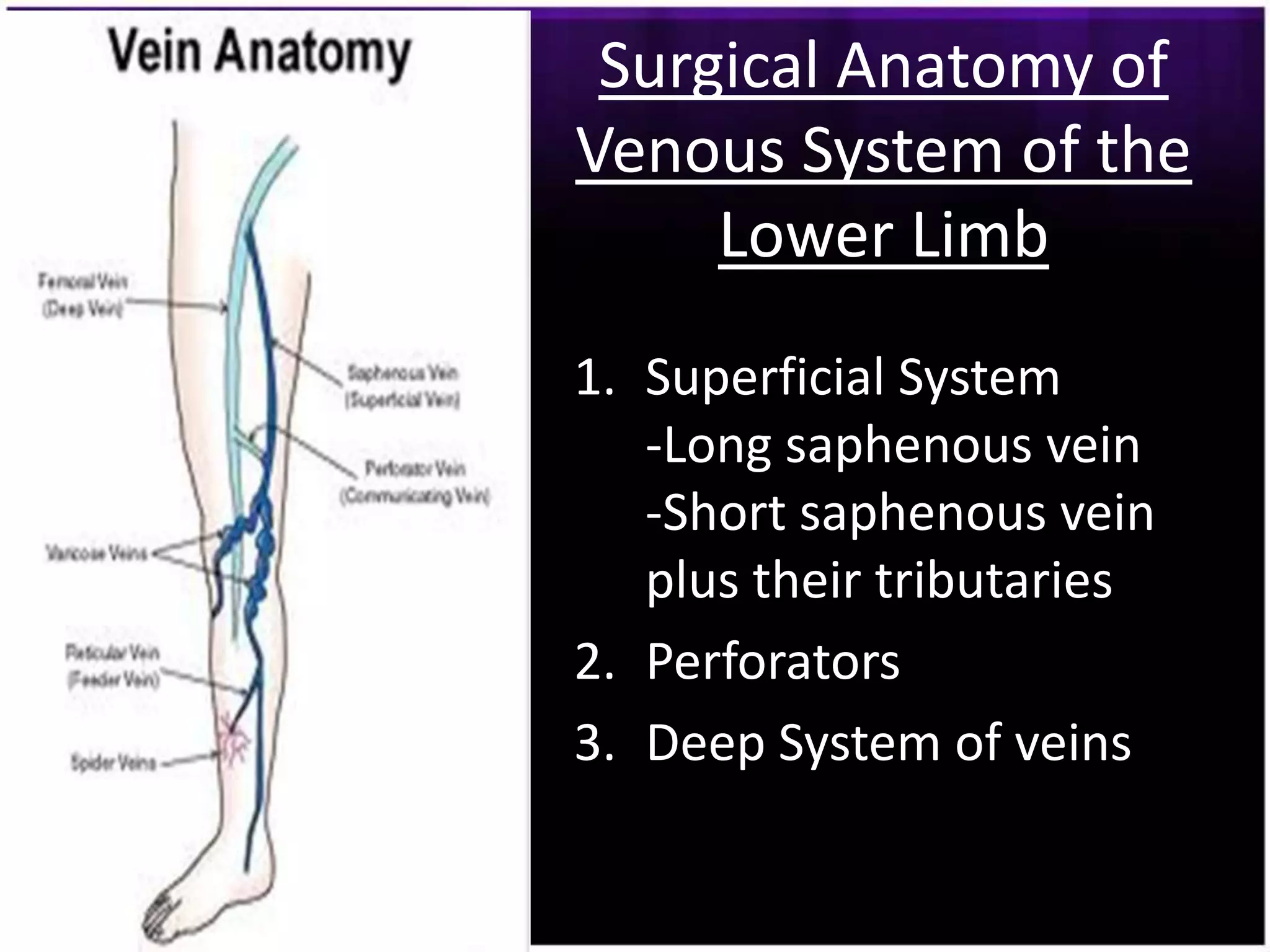 Surgical Anatomy of
Venous System of the
     Lower Limb
1. Superficial System
   -Long saphenous vein
   -Short saphenous vein
   plus their tributaries
2. Perforators
3. Deep System of veins
 