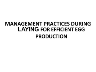 MANAGEMENT PRACTICES DURING
LAYING FOR EFFICIENT EGG
PRODUCTION
 