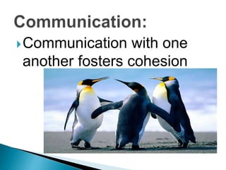 Communication with one
another fosters cohesion
 