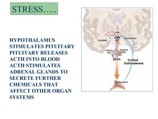 STRESS…..


HYPOTHALAMUS
STIMULATES PITUITARY
PITUITARY RELEASES
ACTH INTO BLOOD
ACTH STIMULATES
ADRENAL GLANDS TO
SECRETE FURTHER
CHEMICALS THAT
AFFECT OTHER ORGAN
SYSTEMS
 