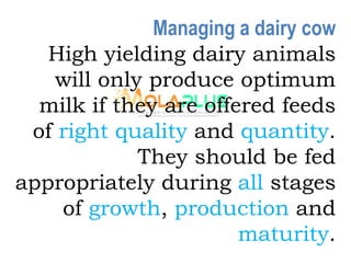 Managing a dairy cow
High yielding dairy animals
will only produce optimum
milk if they are offered feeds
of right quality and quantity.
They should be fed
appropriately during all stages
of growth, production and
maturity.
 