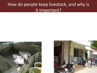 The animal husbandry perspective: Managing animals and their excreta in low- and middle-income countries