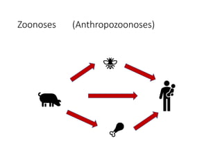 The animal husbandry perspective: Managing animals and their excreta in low- and middle-income countries