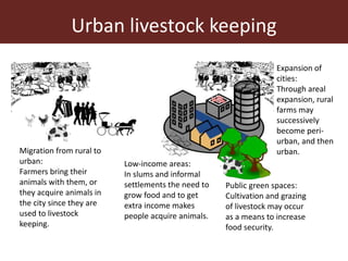 The animal husbandry perspective: Managing animals and their excreta in low- and middle-income countries