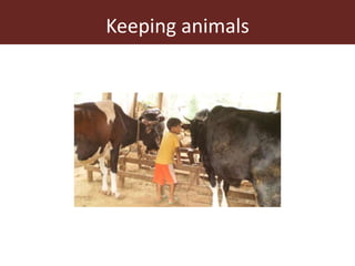 The animal husbandry perspective: Managing animals and their excreta in low- and middle-income countries