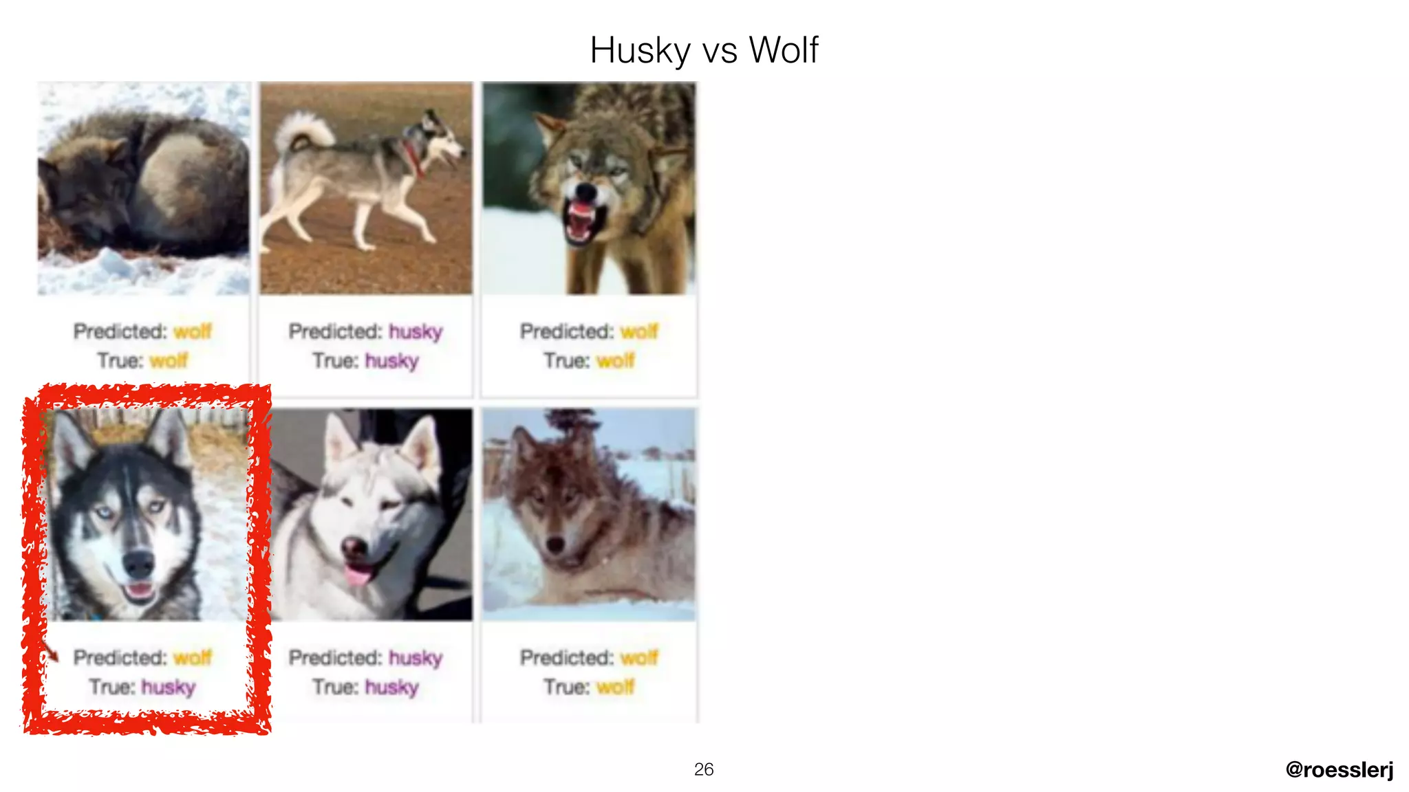 @roesslerj
Husky vs Wolf
26
 