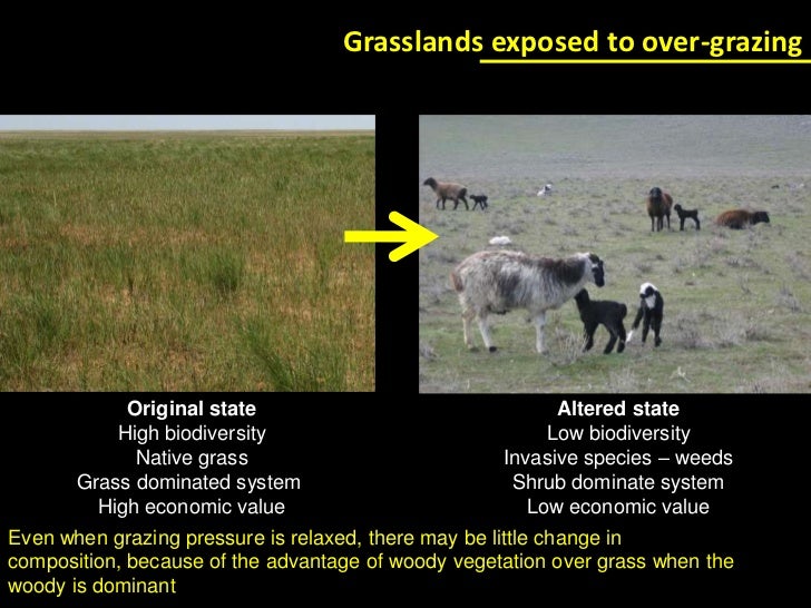 Managing Grasslands Ecosystems in a Changing Climate opportunities f…