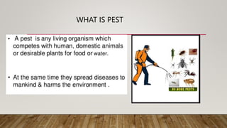 WHAT IS PEST
 